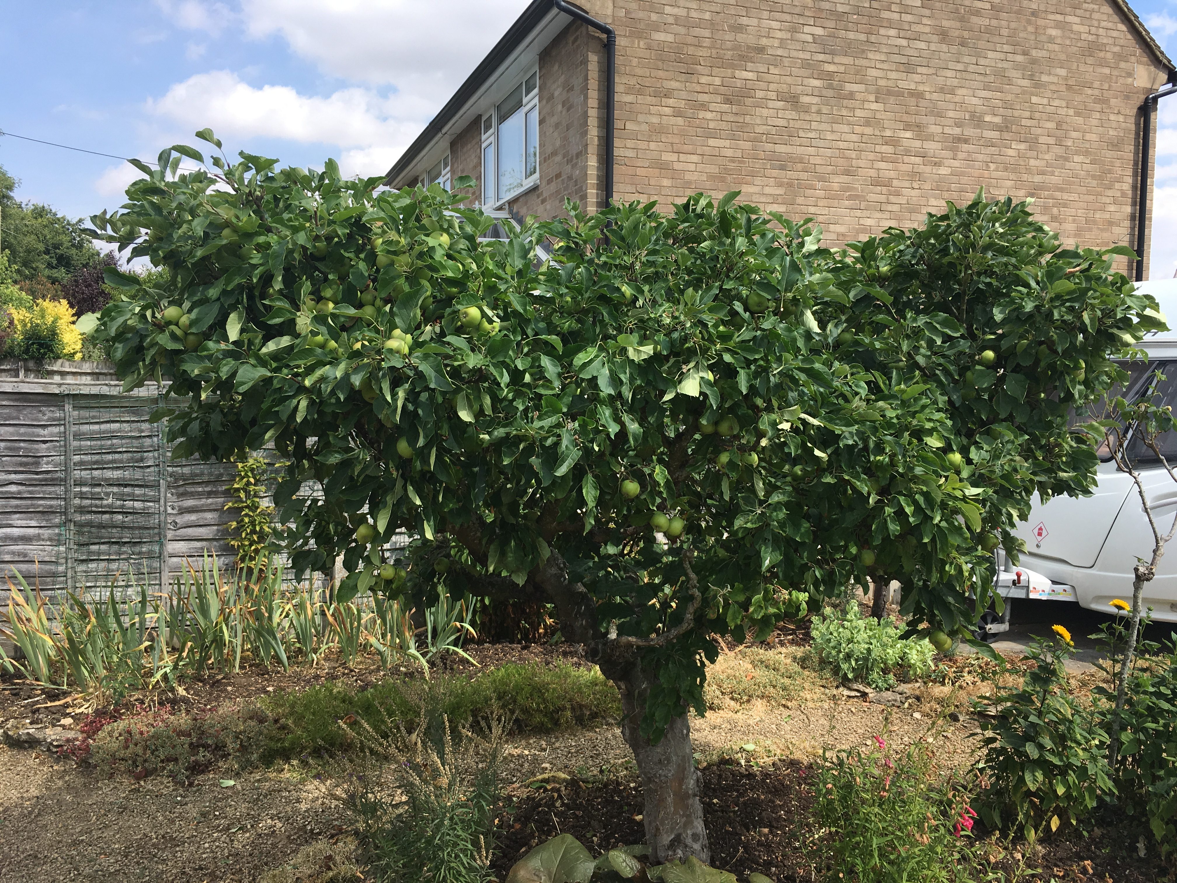 download pruning peach trees for free